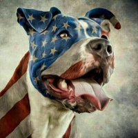 PITBULL GAME
