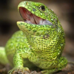 НА КОРМ ЯЩЕРИЦАМ