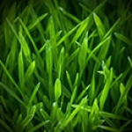 Touching grass